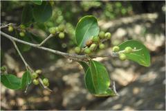 Ficus microcarpa